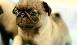 巴哥最新爆料信息网站,揭秘网络热点背后的真相与内幕